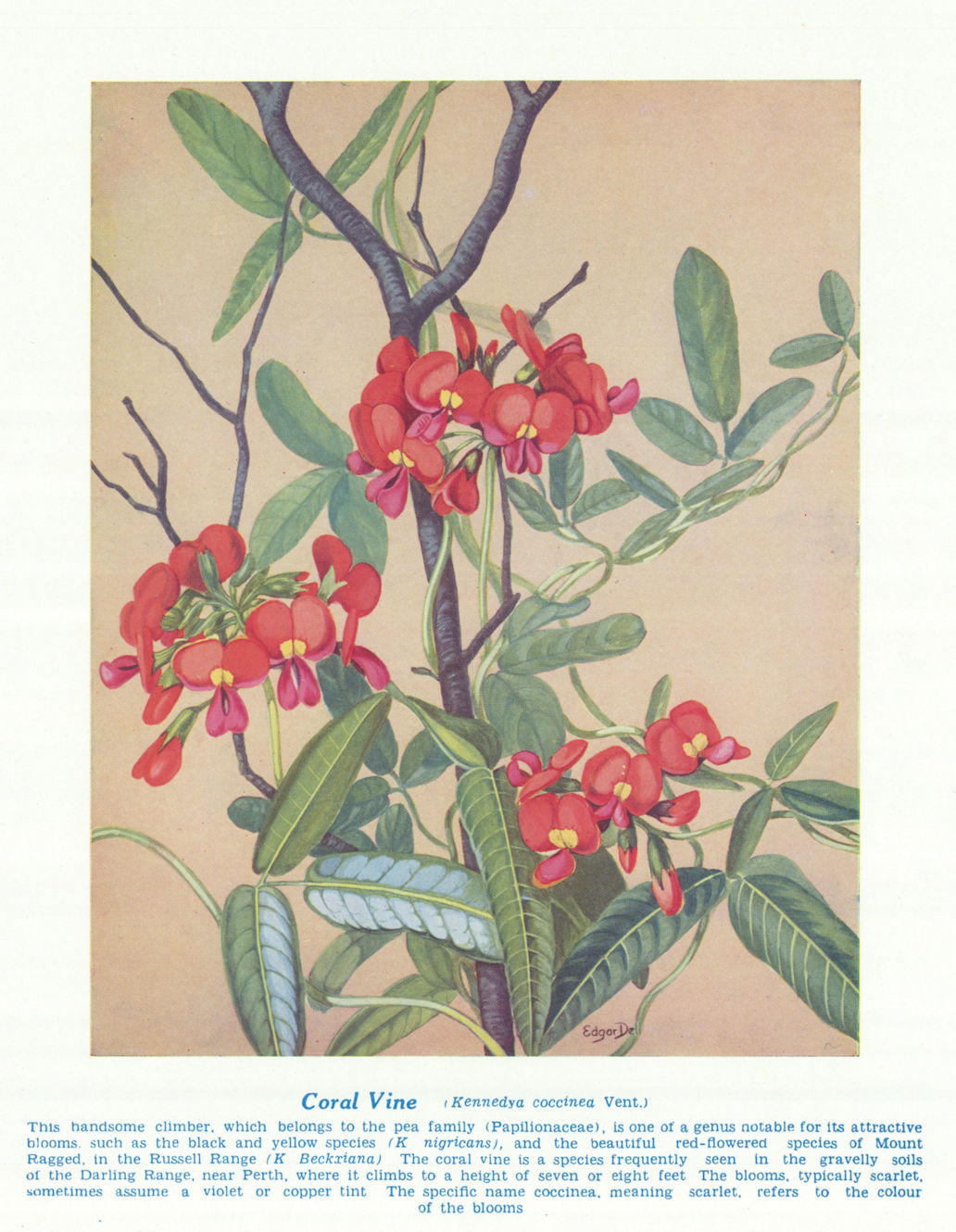 Associate Product Coral Vine (Kennedya coccinea). West Australian Wild Flowers 1950 old print