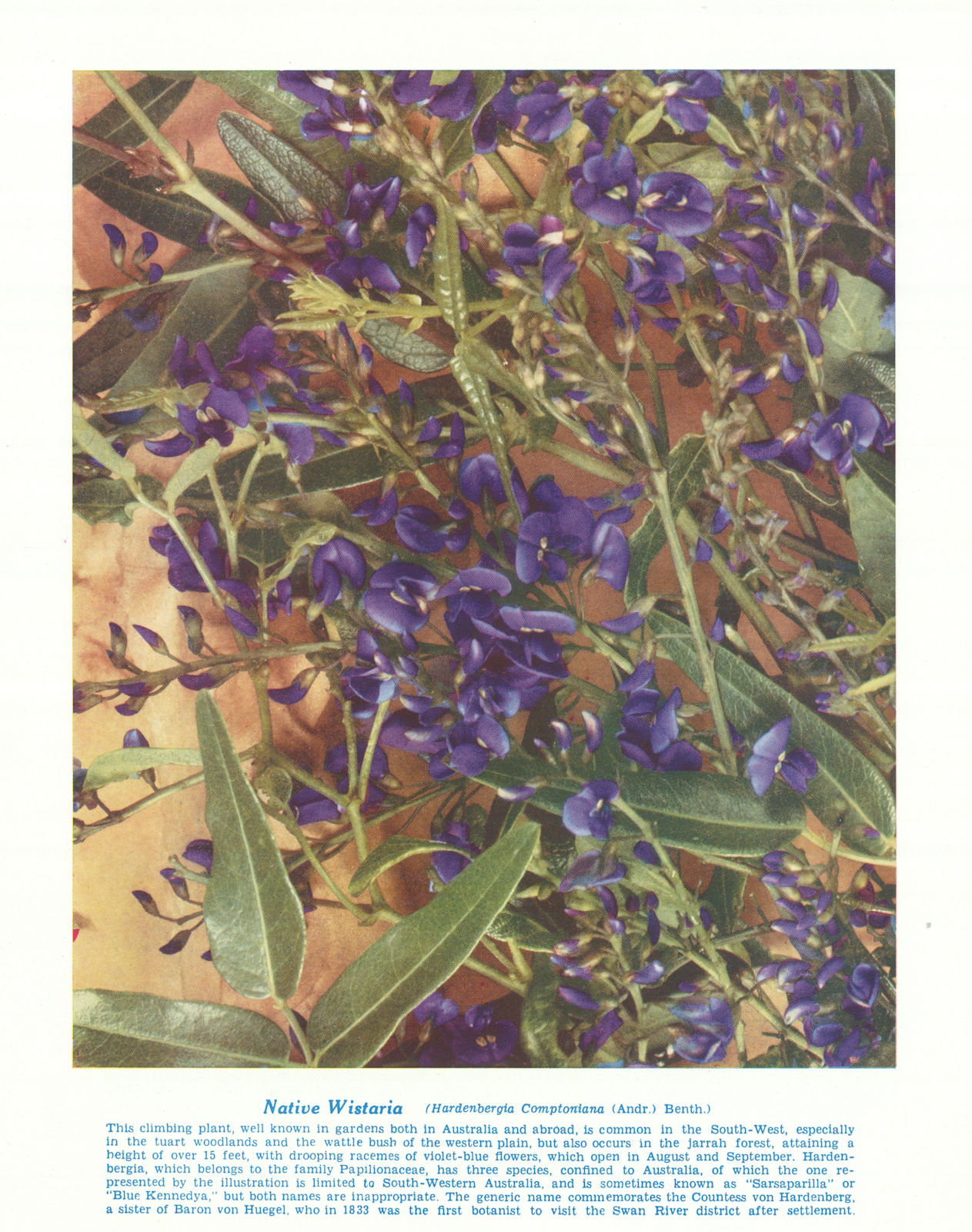 Native Wistaria (Hardenbergia Comptoniana). West Australian Wild Flowers 1950