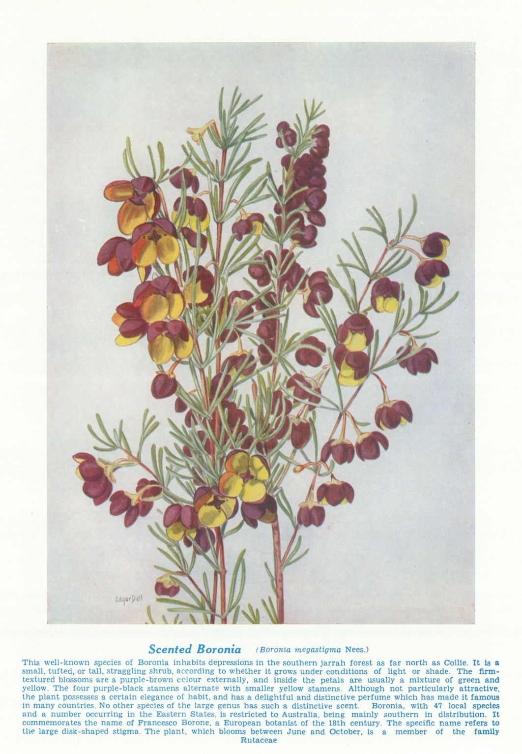 Scented Boronia (Boronia megastigma). West Australian Wild Flowers 1950 print