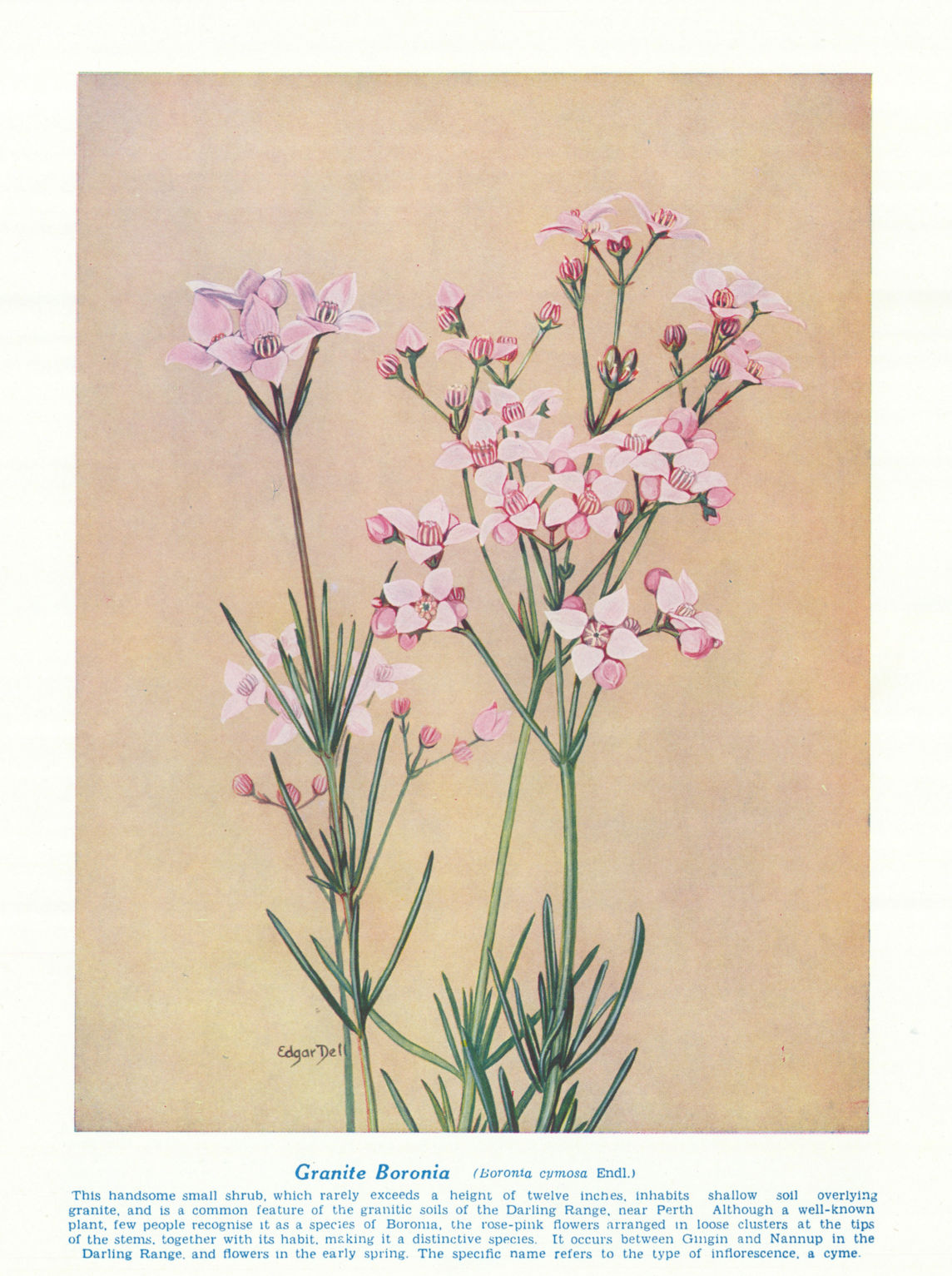 Associate Product Granite Boronia (Boronia cymosa). West Australian Wild Flowers 1950 old print