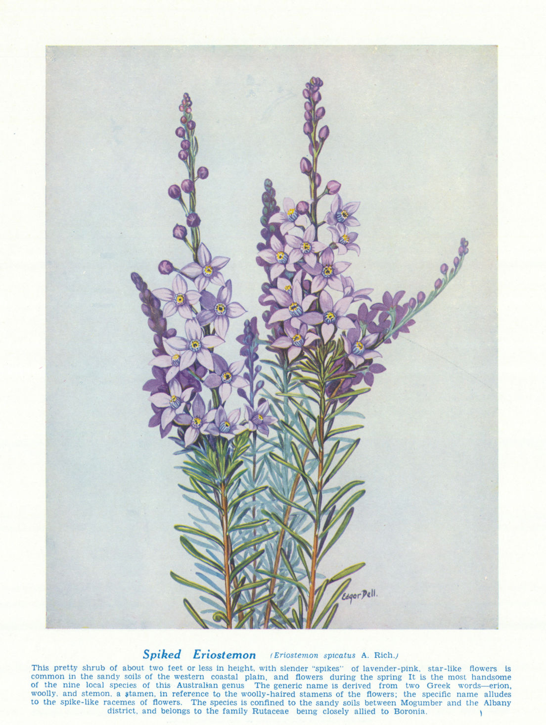 Associate Product Spiked Eriostemon (Eriostemon spicatus). West Australian Wild Flowers 1950
