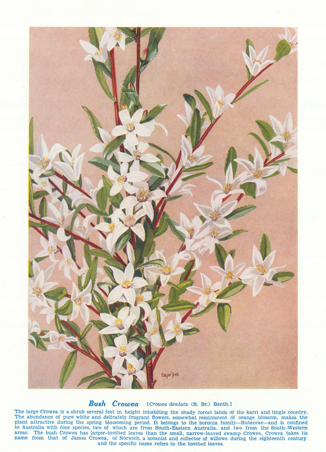 Associate Product Bush Crowea (Crowea dentata). West Australian Wild Flowers 1950 old print