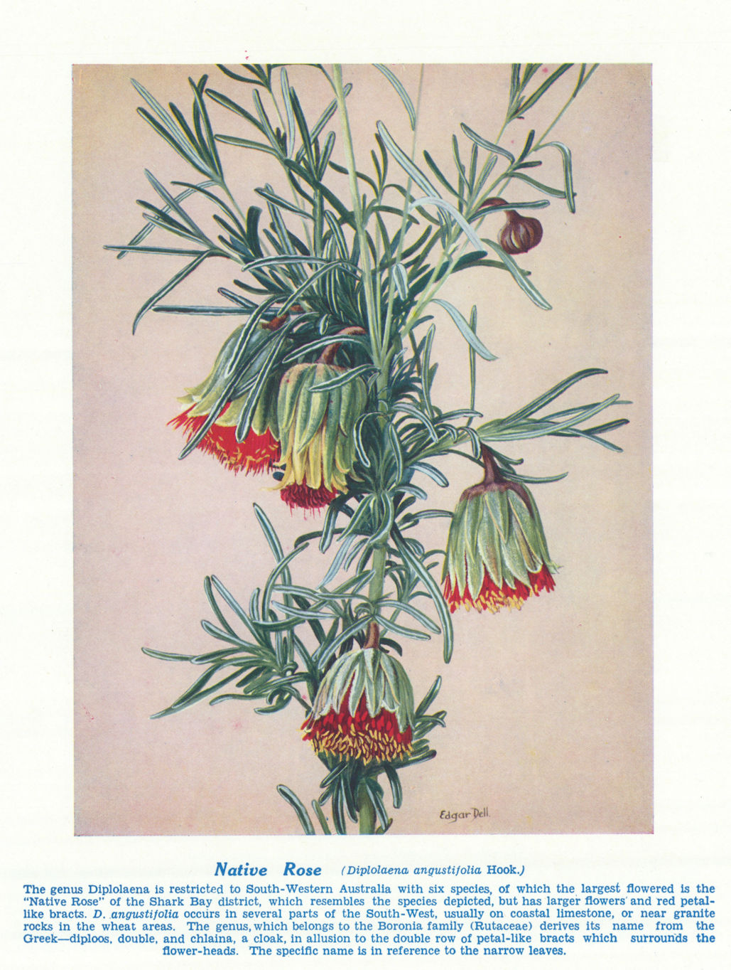 Native Rose (Diplolaena angustifolia). West Australian Wild Flowers 1950 print