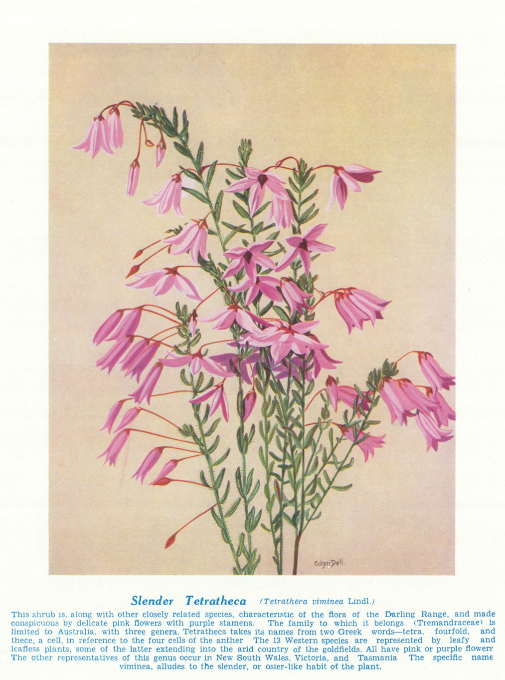 Slender Tetratheca (Tetratheca viminea). West Australian Wild Flowers 1950