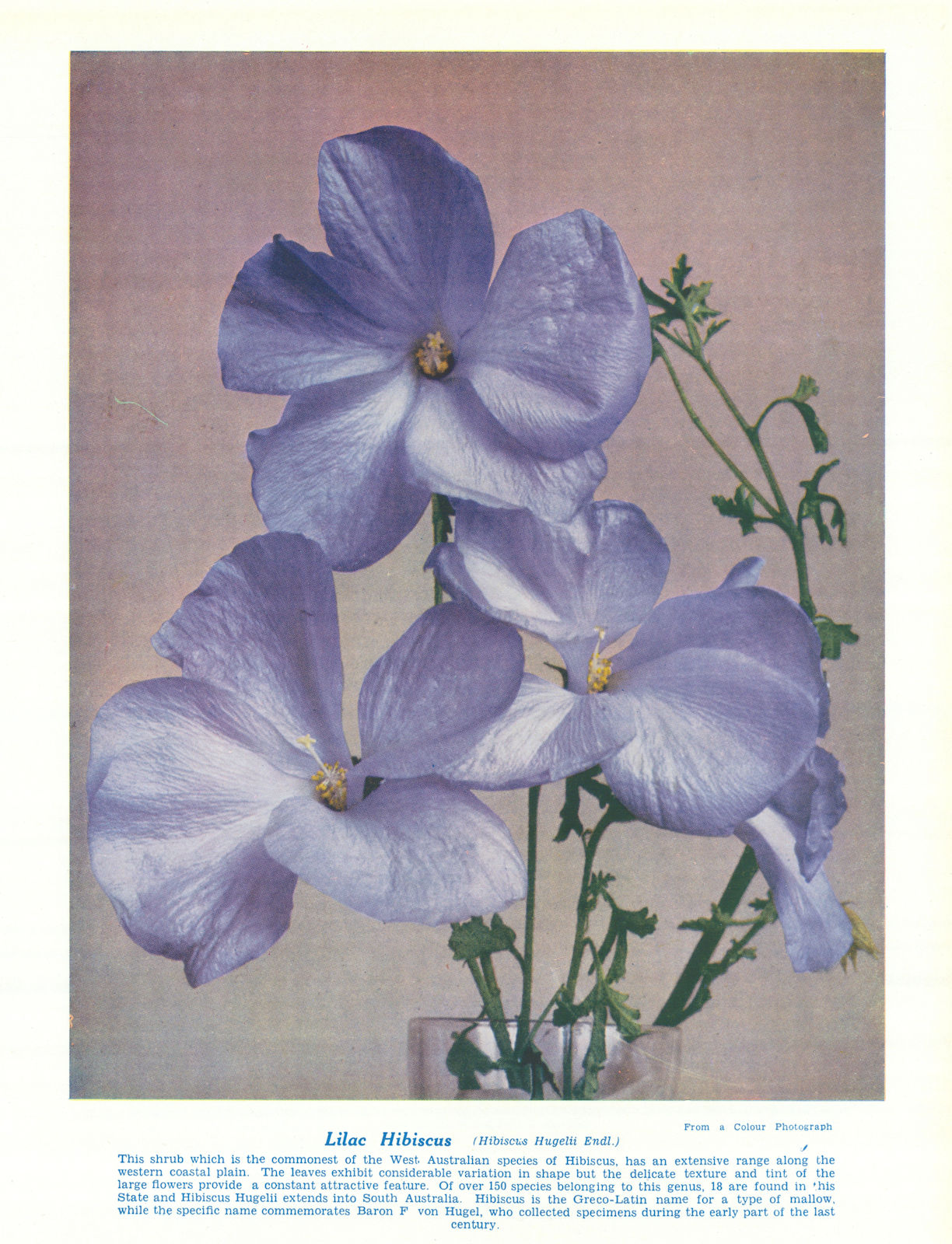 Associate Product Lilac Hibiscus (Hibiscus Huegelii). West Australian Wild Flowers 1950 print