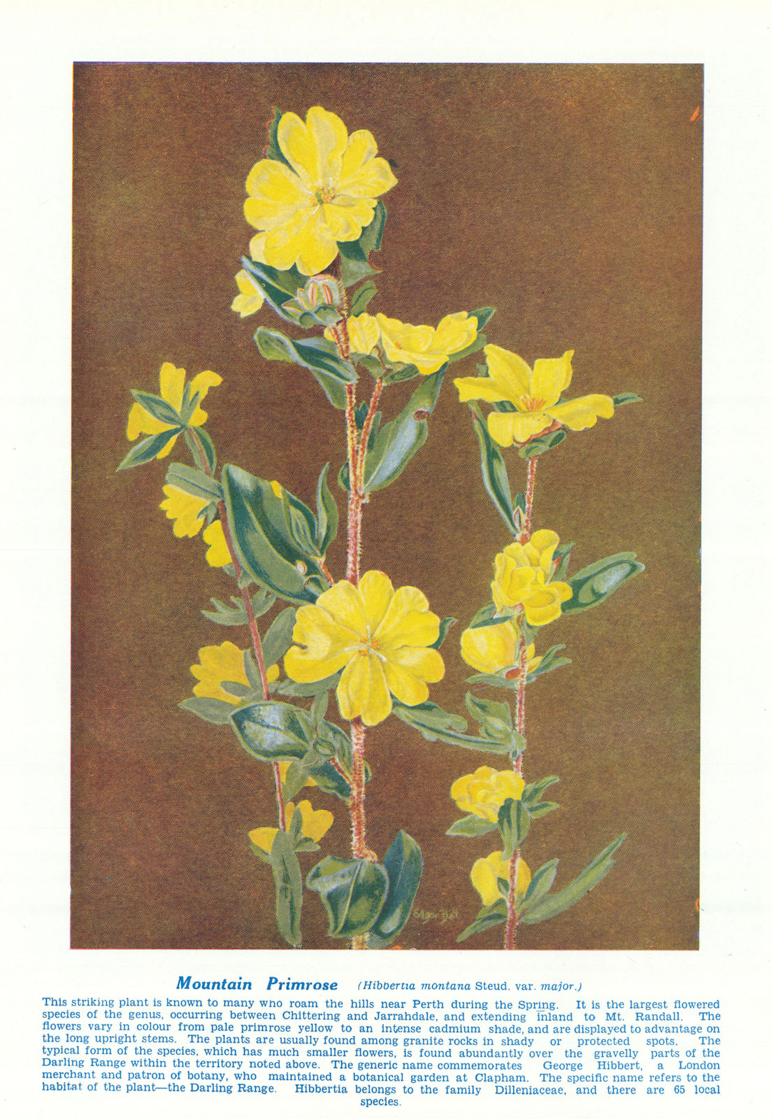 Mountain Primrose (Hibbertia montana). West Australian Wild Flowers 1950 print