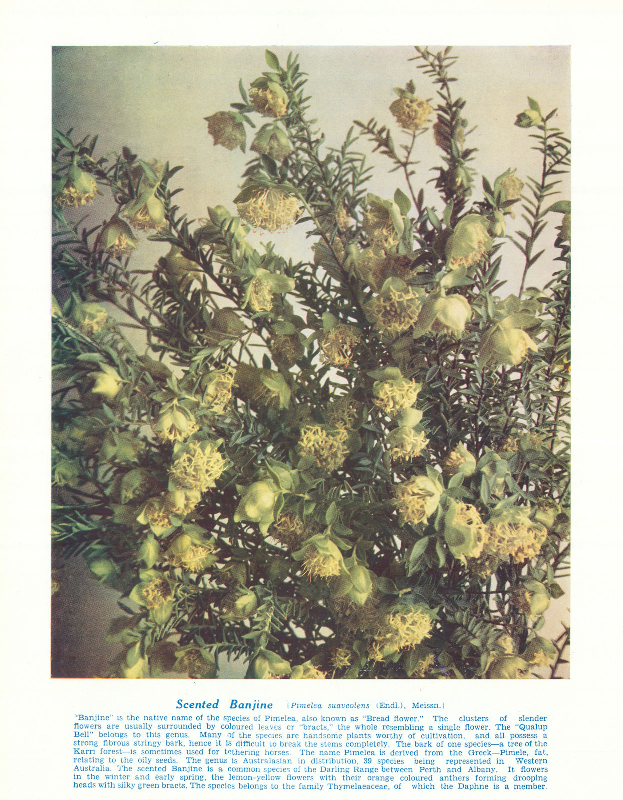 Scented Banjine (Pimelea suaveolens). West Australian Wild Flowers 1950 print