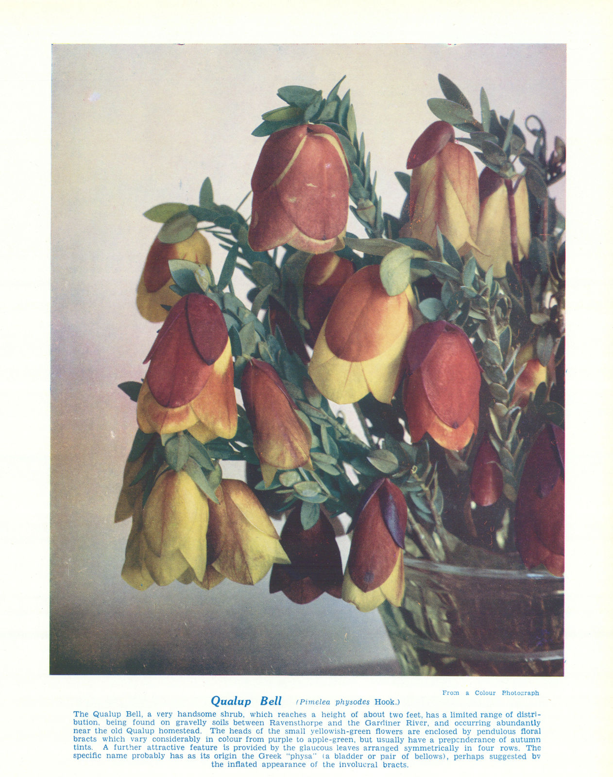 Associate Product Qualup Bell (Pimelea physodes). West Australian Wild Flowers 1950 old print