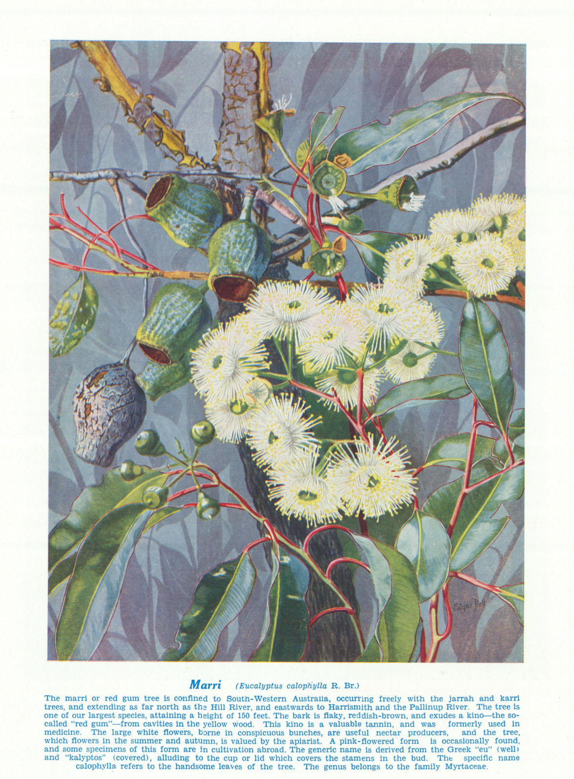 Associate Product Marri (Eucalyptus calophylla). West Australian Wild Flowers 1950 old print