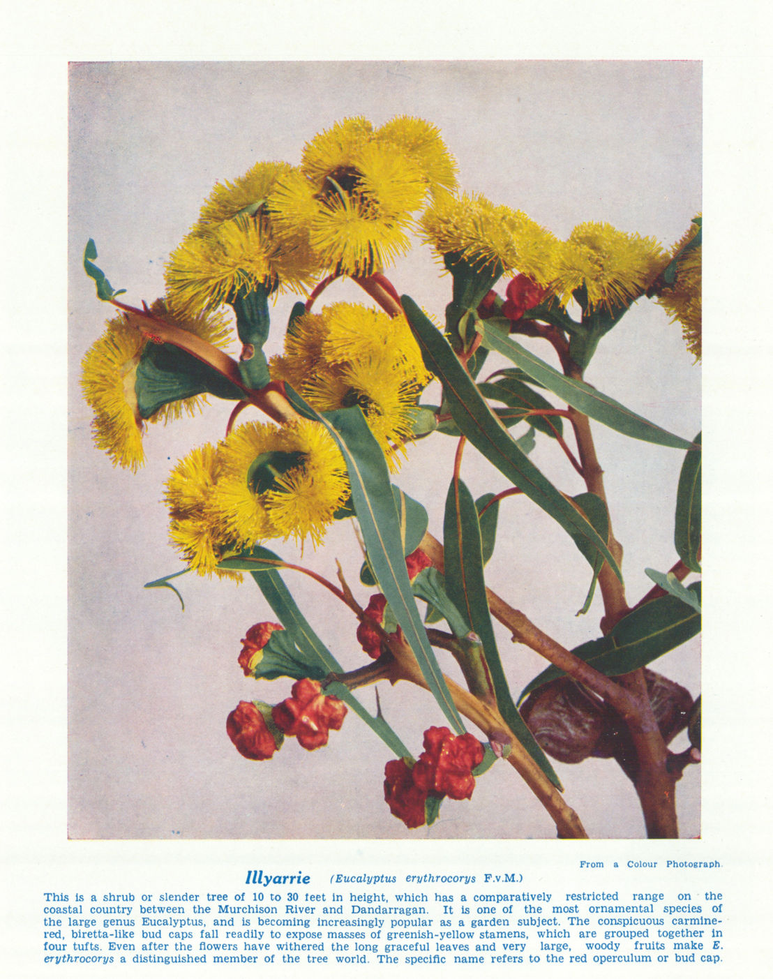Illyarrie (Eucalyptus erythrocorys). West Australian Wild Flowers 1950 print