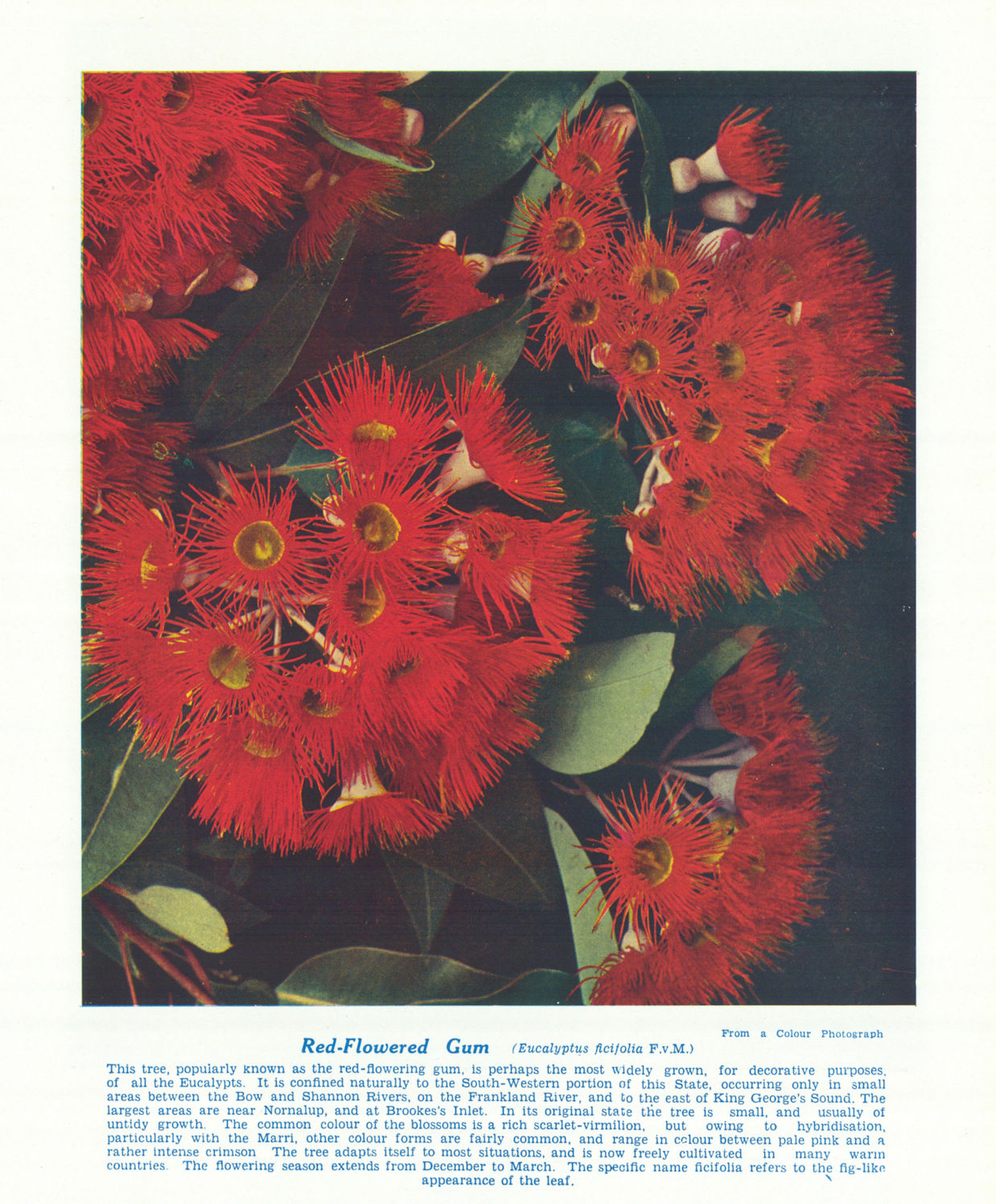 Red-flowered Gum (Eucalyptus ficifolia). West Australian Wild Flowers 1950