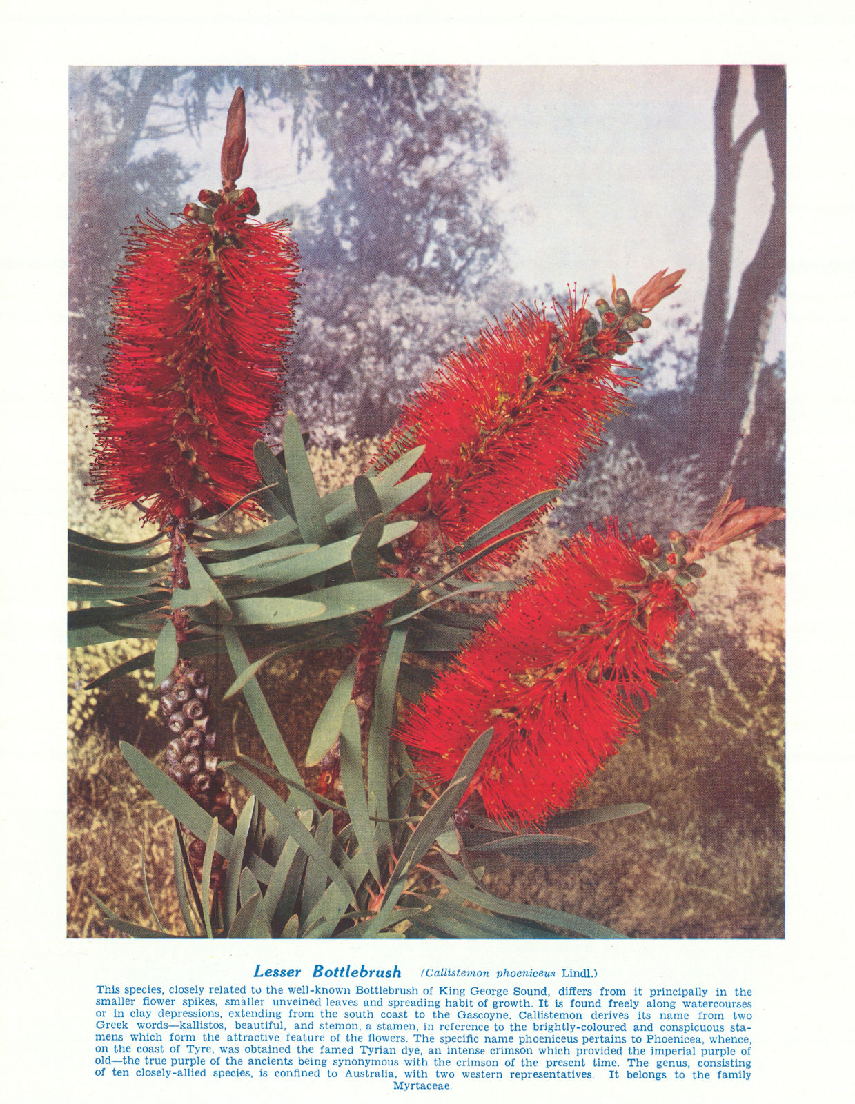 Lesser Bottlebrush (Callistemon phoeniceus). West Australian Wild Flowers 1950