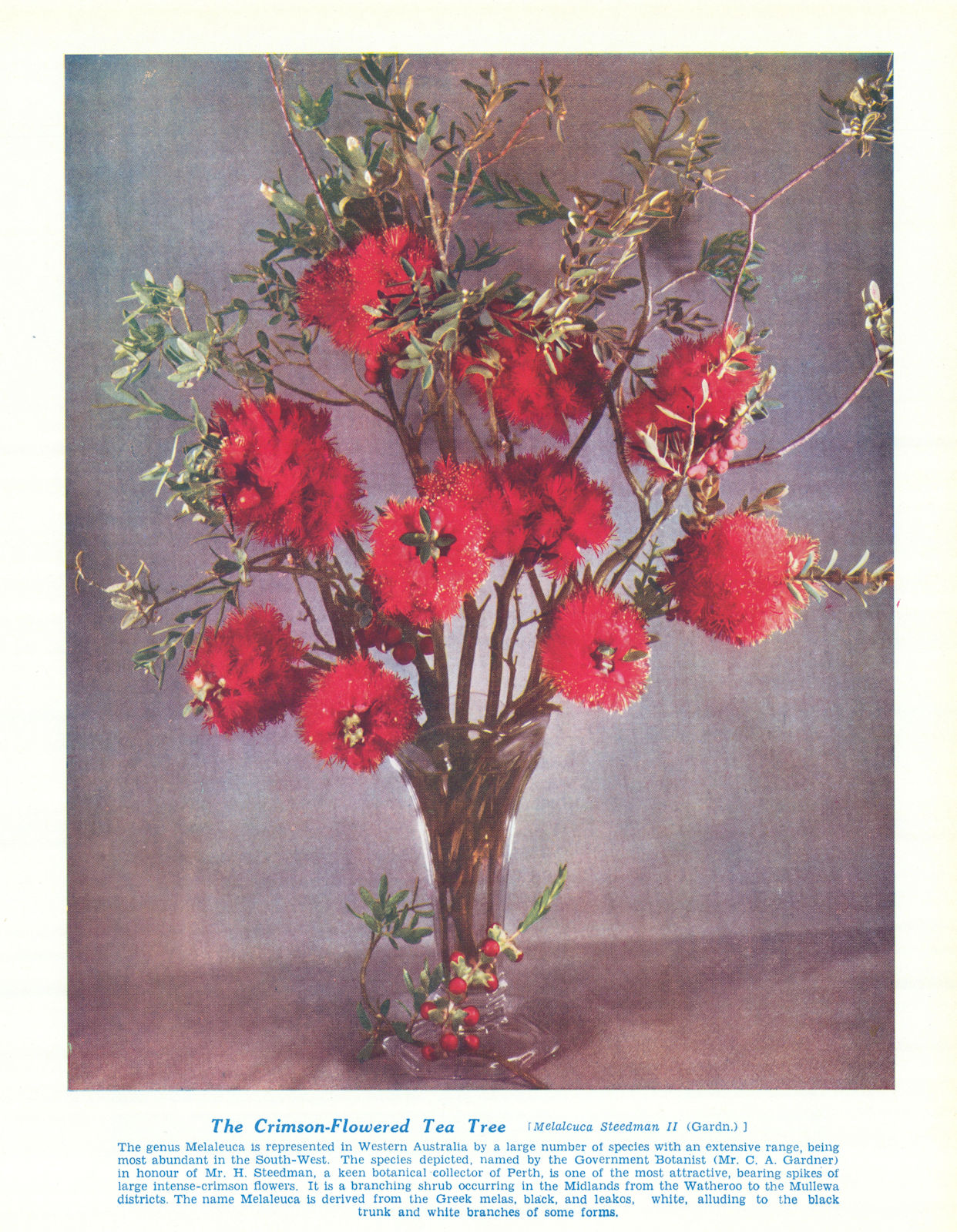 Crimson-flowered Tea Tree (Melaleuca Steedmanii) Australian Wild Flower 1950