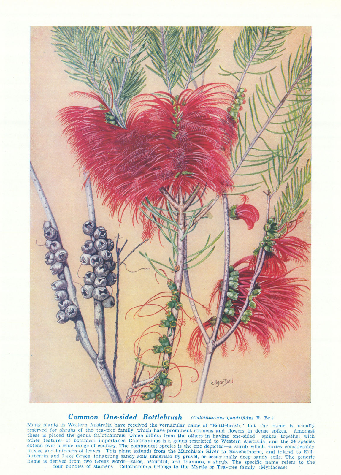 One-sided Bottlebrush (Calothamnus quadrifidus) West Australian Wild Flower 1950