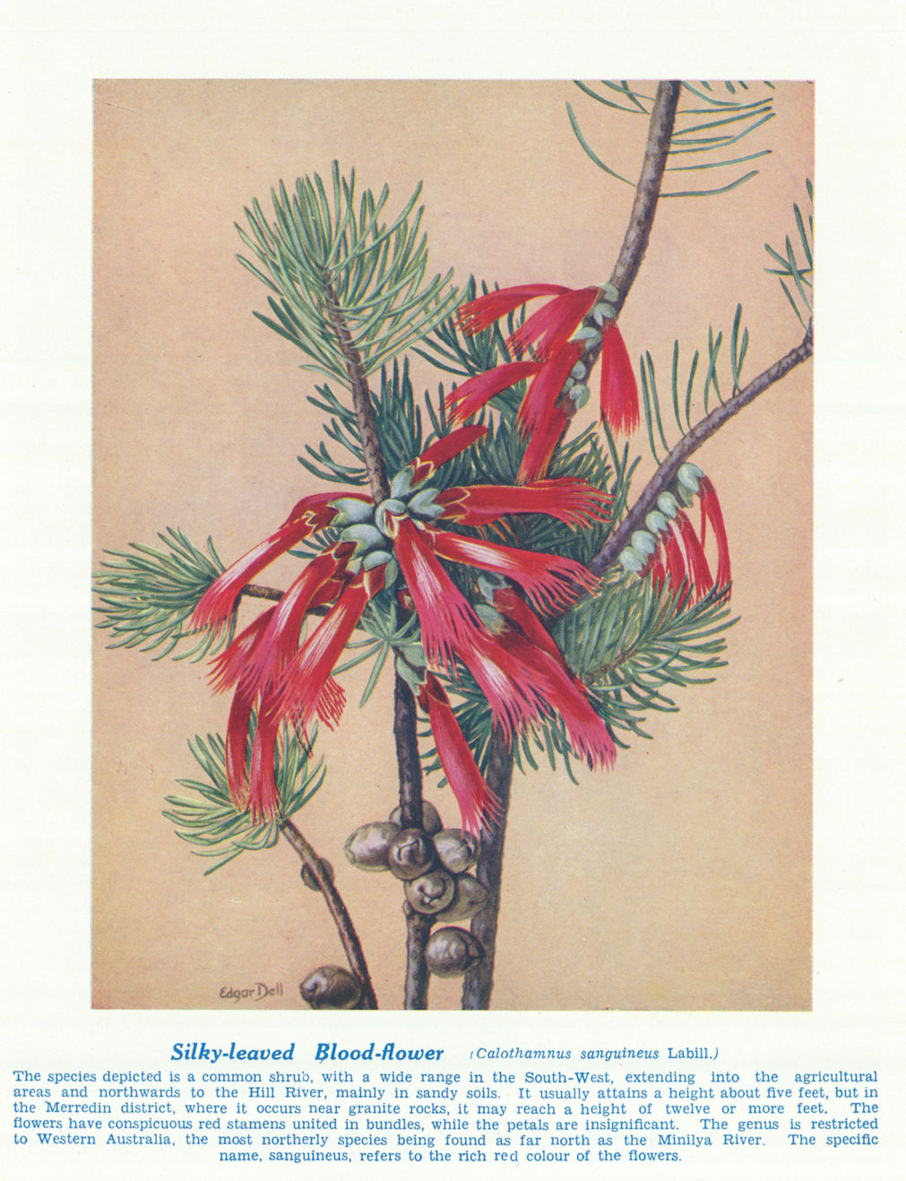 Associate Product Silkyleaved Blood-flower (Calothamnus sanguineus). Australian Wild Flowers 1950