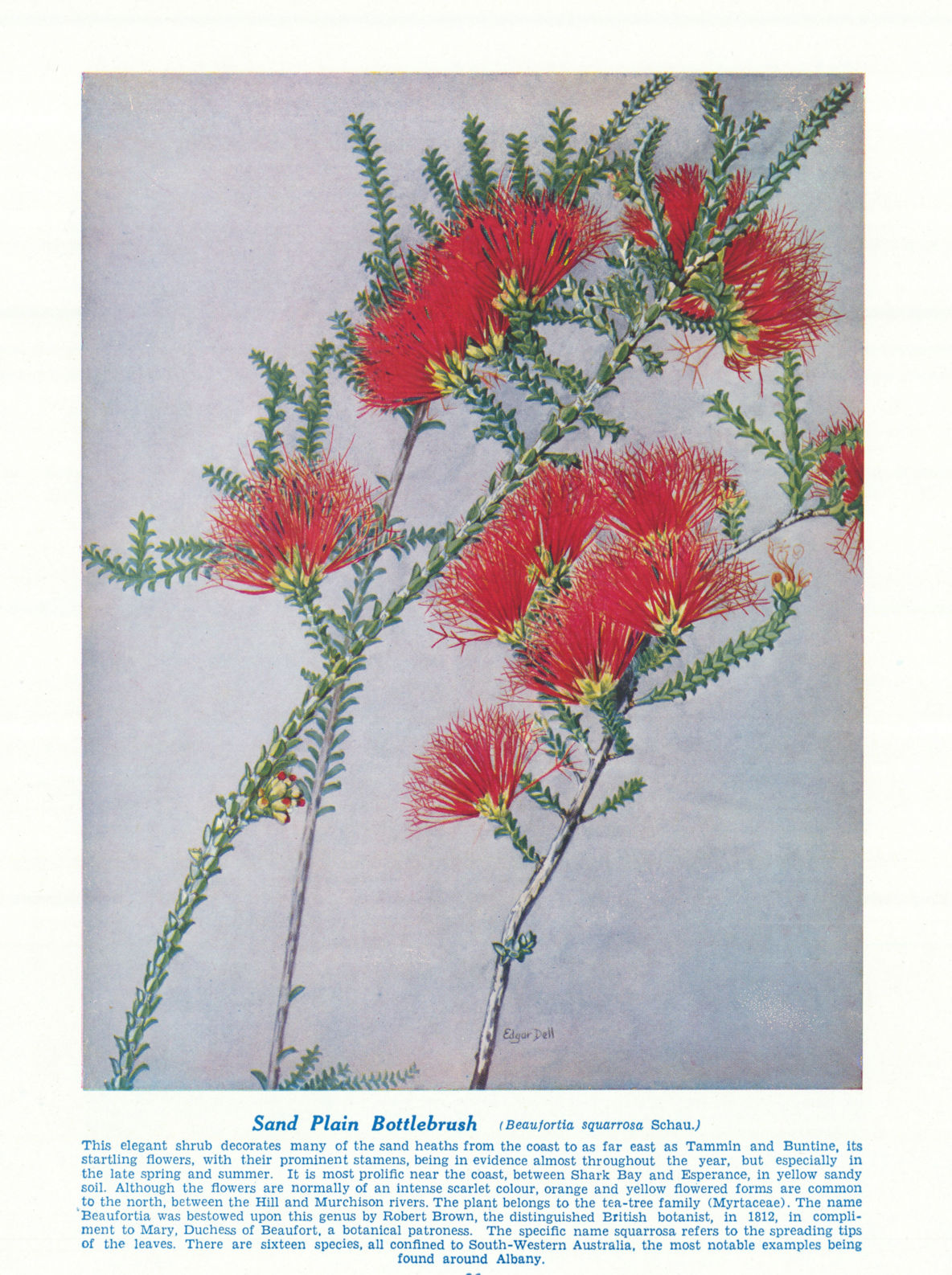 Sand Plain Bottlebrush (Beaufortia squarrosa). West Australian Wild Flowers 1950
