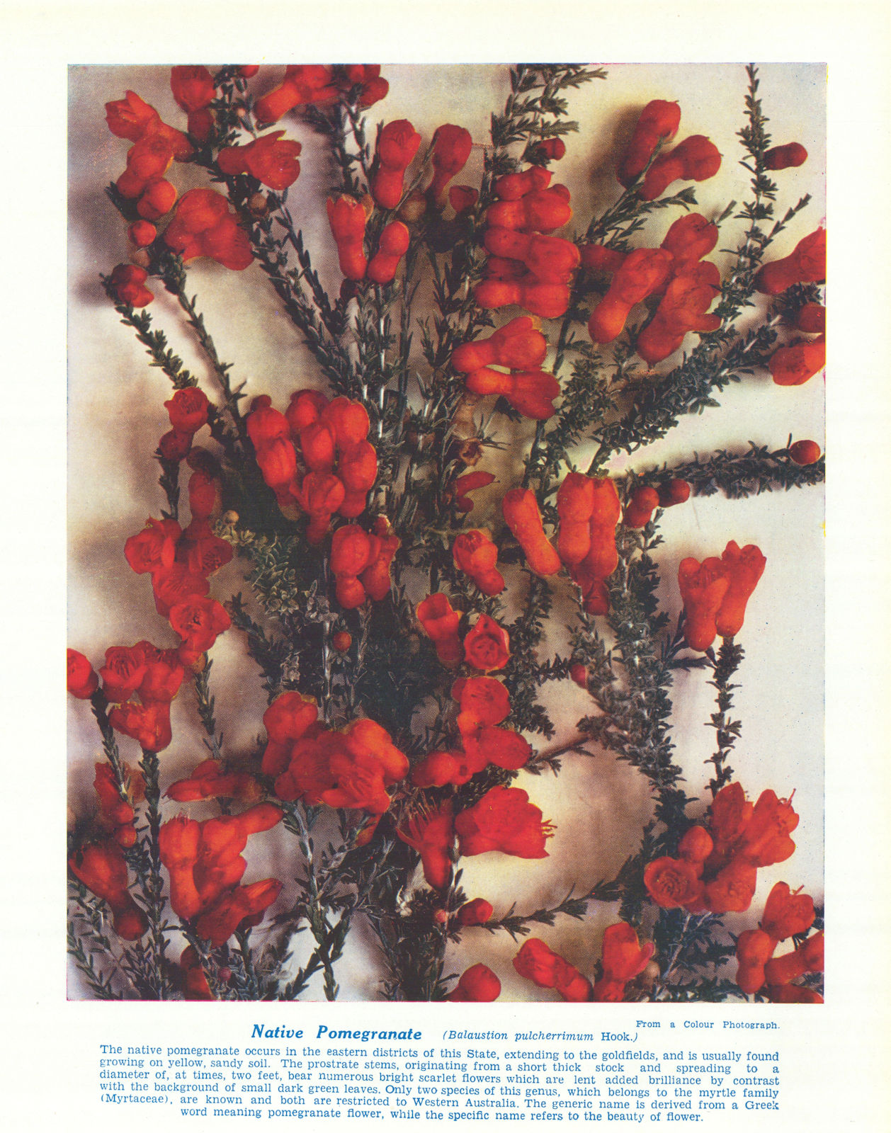 Native Pomegranate (Balaustion pulcherrimum). West Australian Wild Flowers 1950