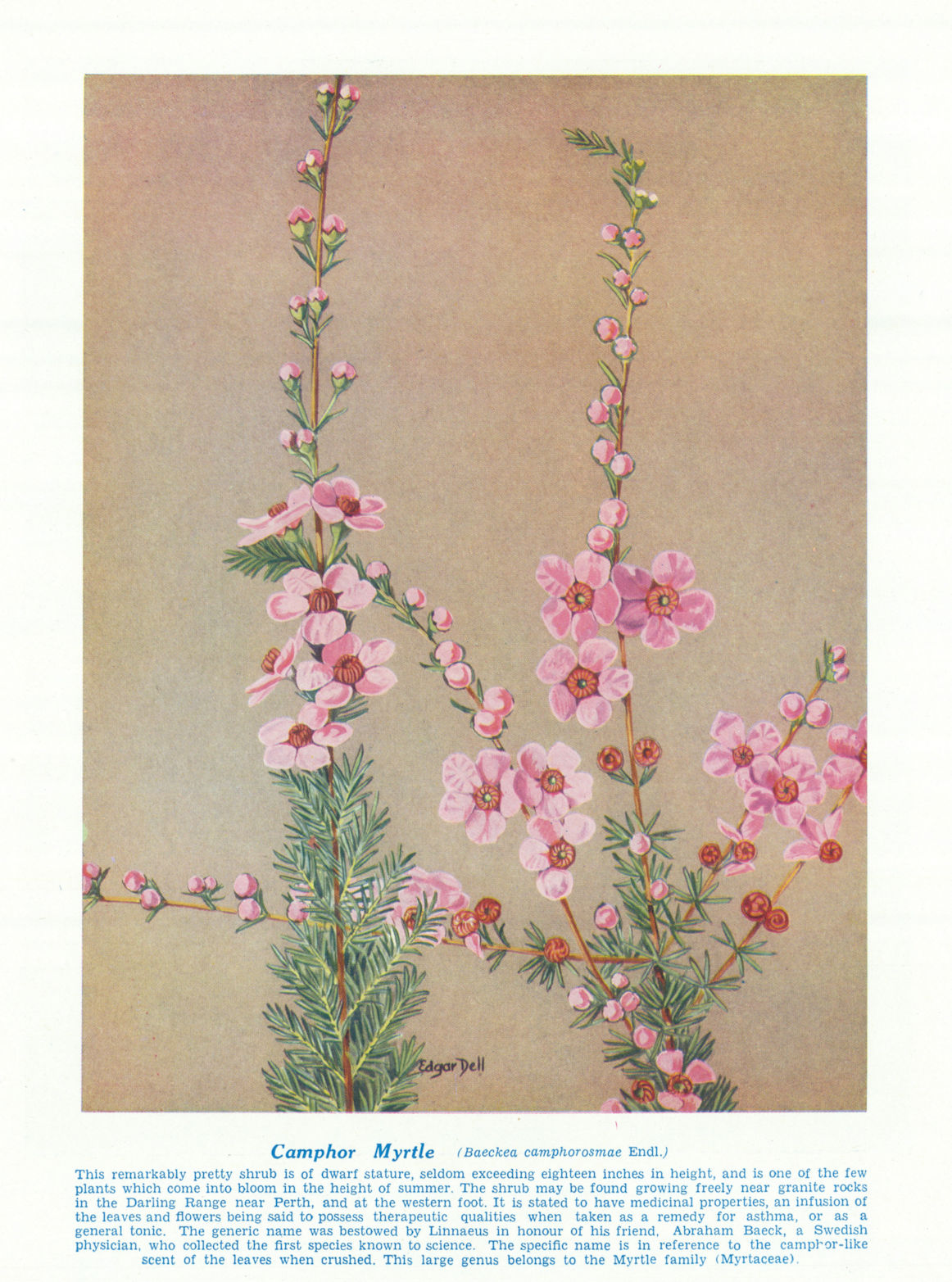 Associate Product Camphor Myrtle (Baeckea camphorosmae). West Australian Wild Flowers 1950 print