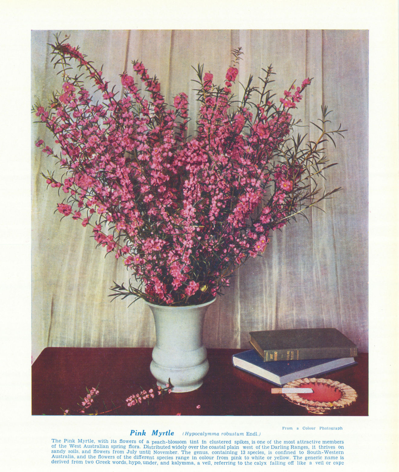 Pink Myrtle (Hypocalymma robustum). West Australian Wild Flowers 1950 print