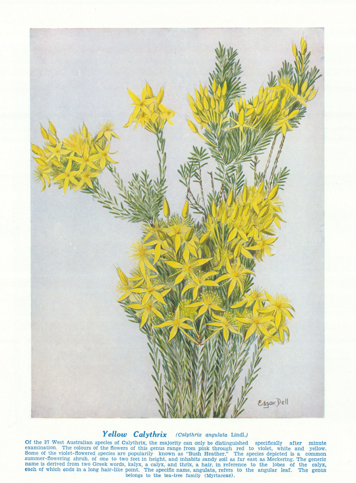 Yellow Calythrix (Calythrix angulata). West Australian Wild Flowers 1950 print