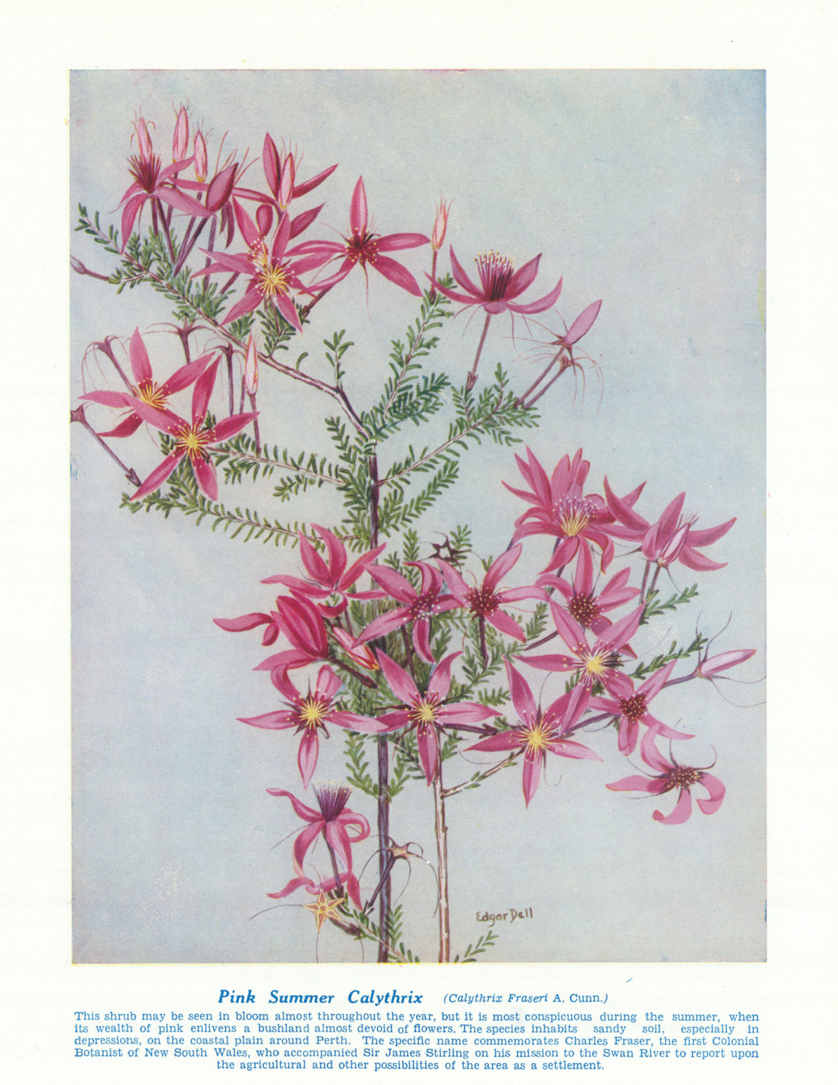 Pink Summer Calythrix (Calythrix Fraseri). West Australian Wild Flowers 1950