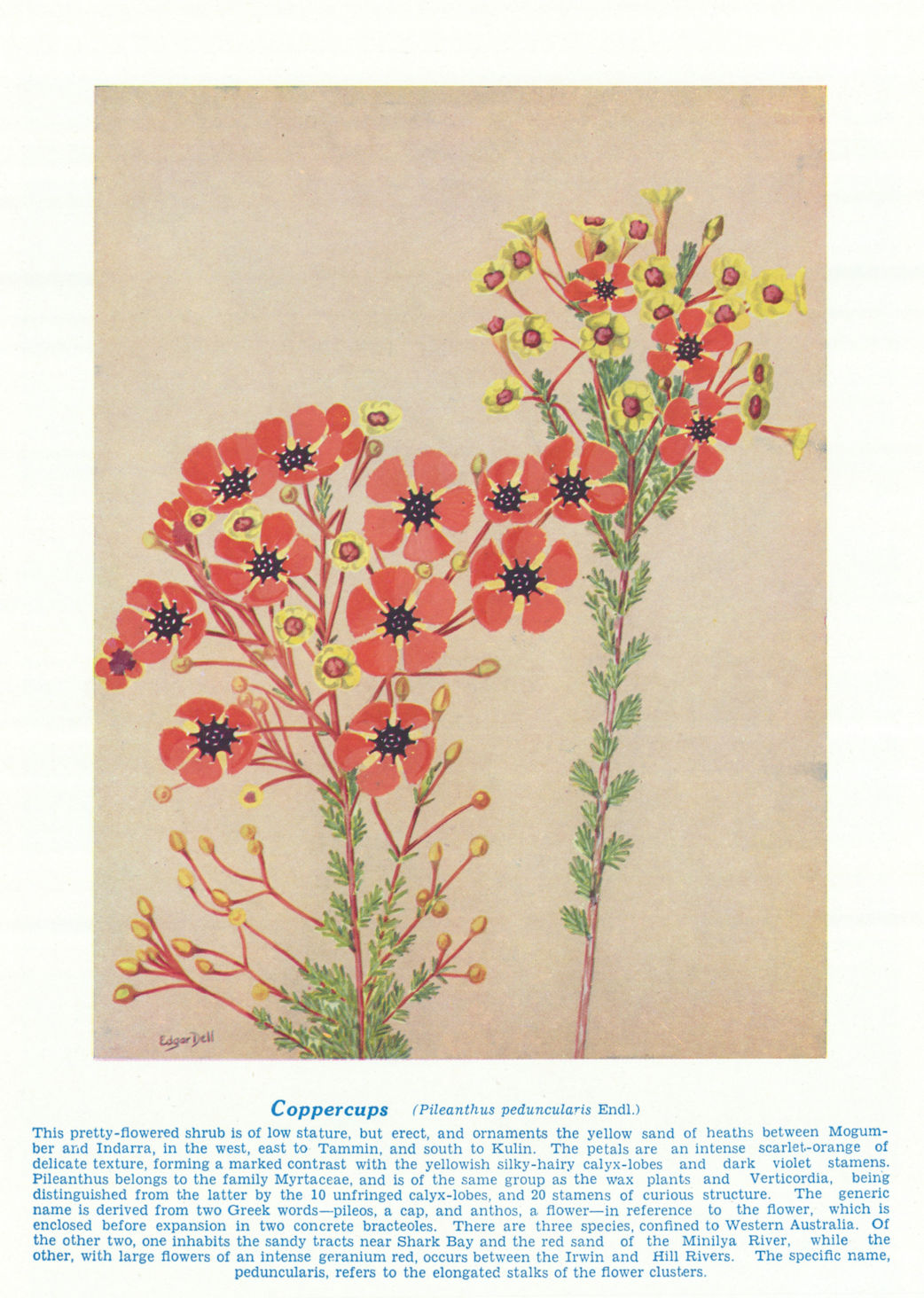 Coppercups (Pileanthus penducularis). West Australian Wild Flowers 1950 print