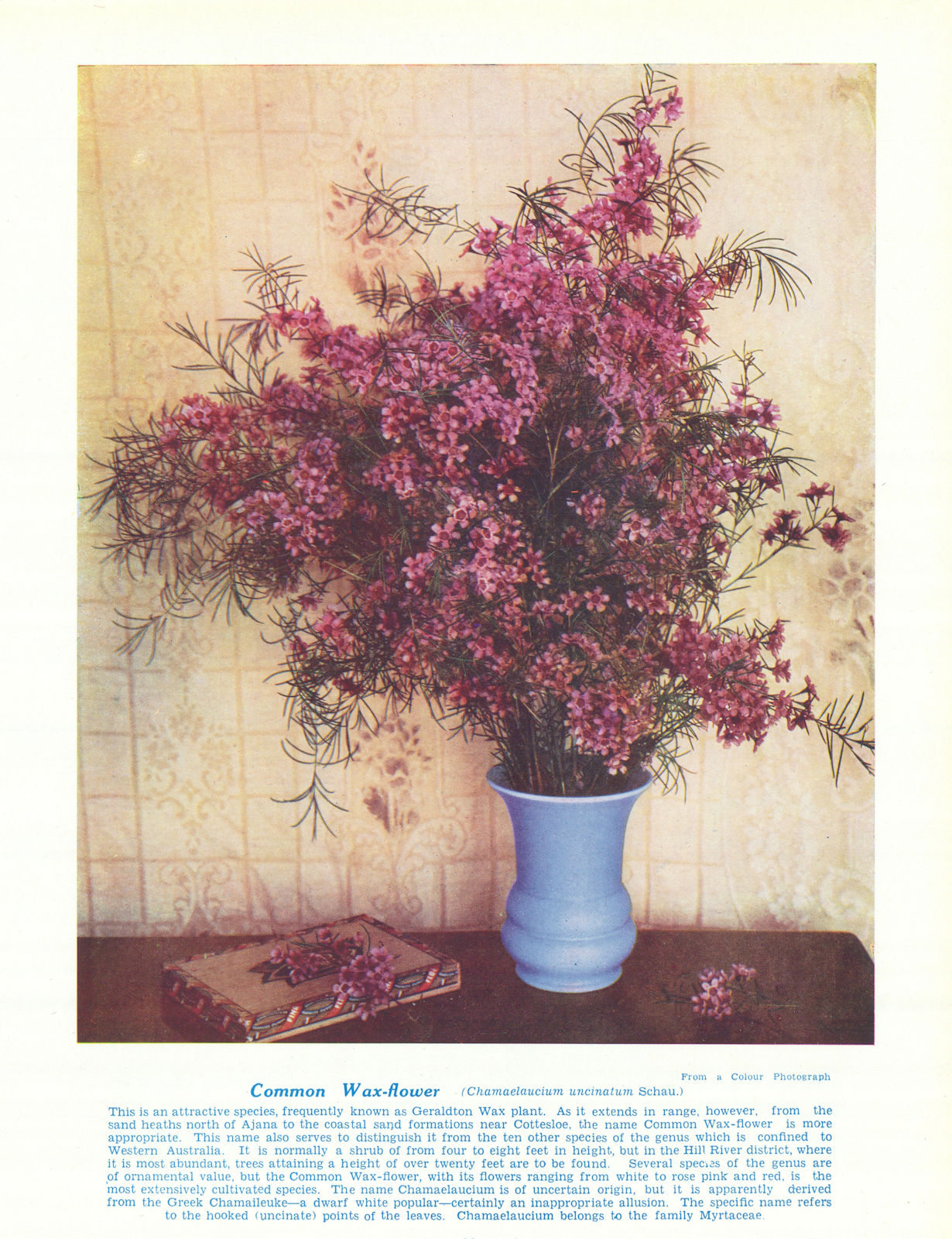 Common Wax-flower (Chamaelaucium uncinatum). West Australian Wild Flowers 1950