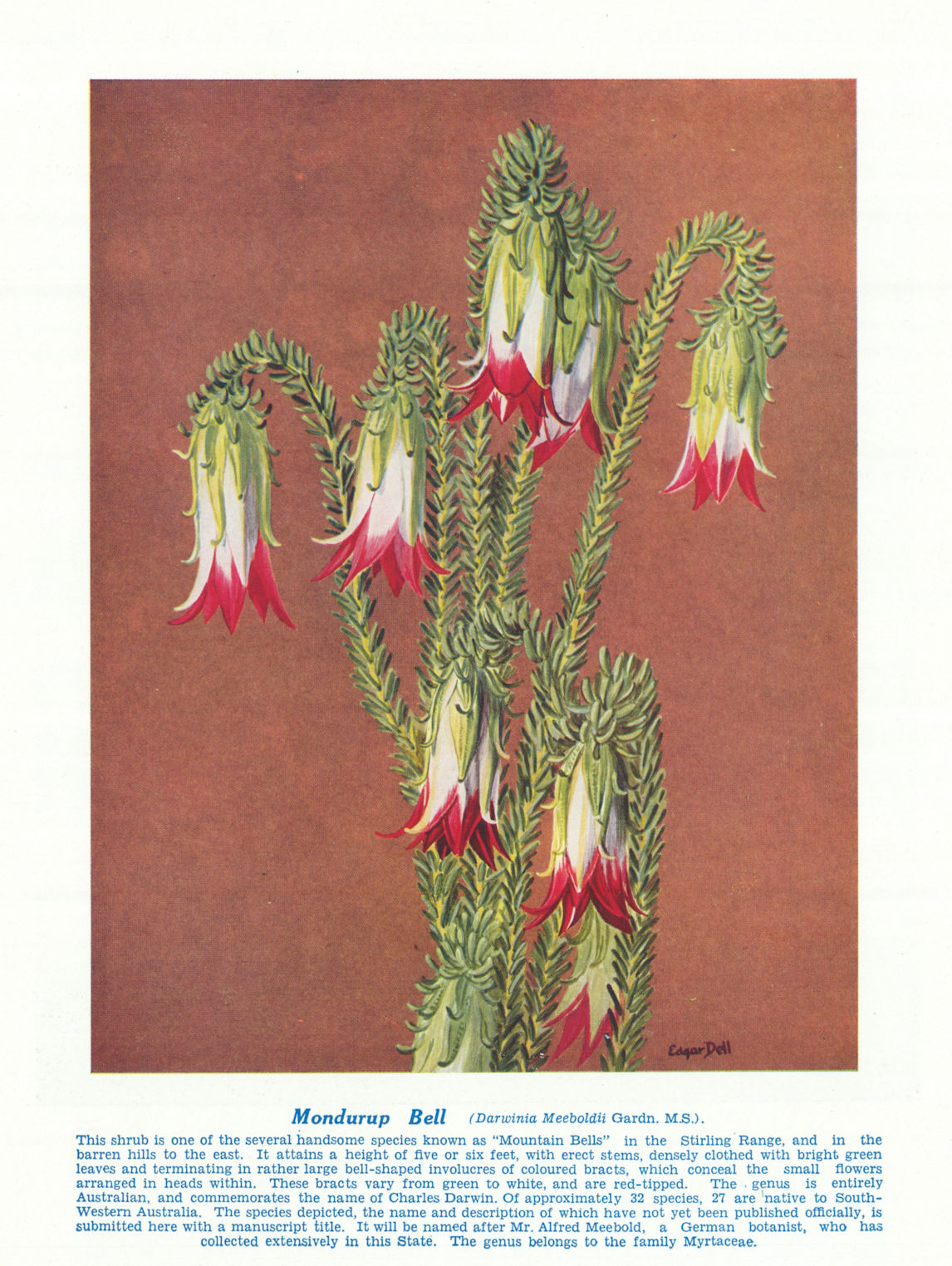 Mondurup Bell (Darwinia Meeboldii). West Australian Wild Flowers 1950 print