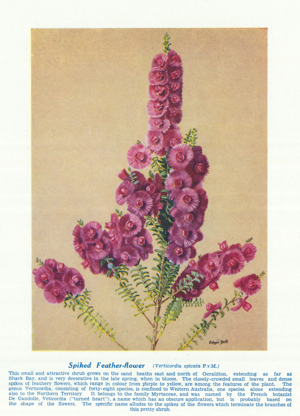 Spiked Feather-flower (Verticordia spicata). West Australian Wild Flowers 1950
