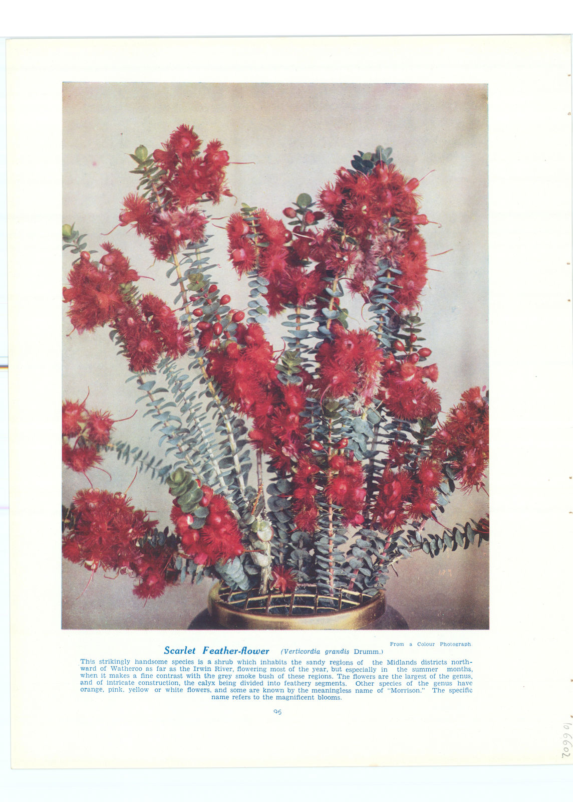 Scarlet Feather-flower (Verticordia grandis). West Australian Wild Flowers 1950