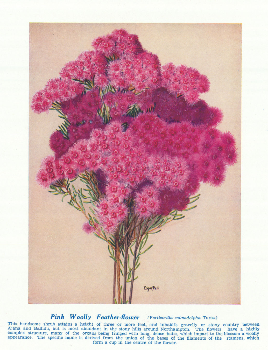 Pink Woolly Feather-flower (Verticordia monadelpha). Australian Wild Flower 1950