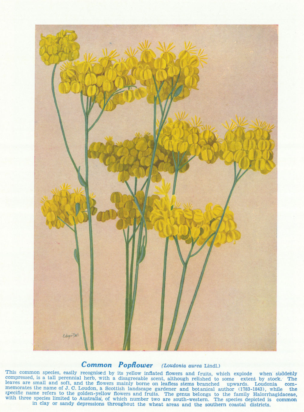 Common Popflower (Loudonia aurea). West Australian Wild Flowers 1950 old print