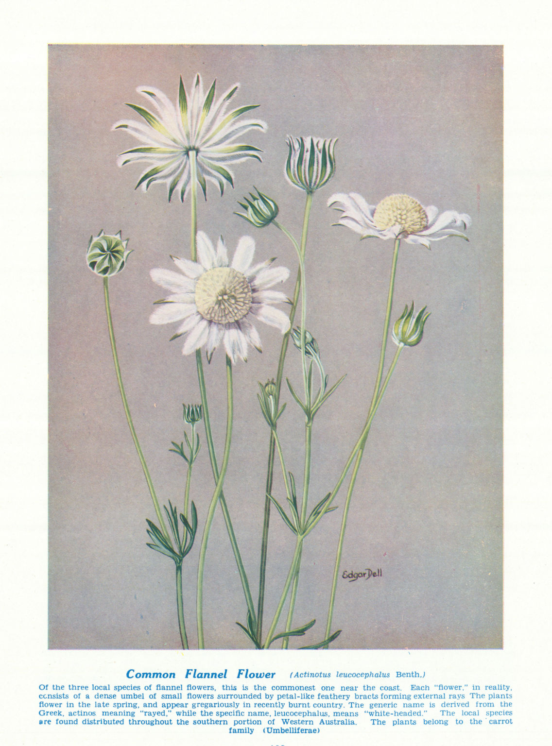 Associate Product Common Flannel-flower (Actinotus leucocephalus ). Australian Wild Flowers 1950