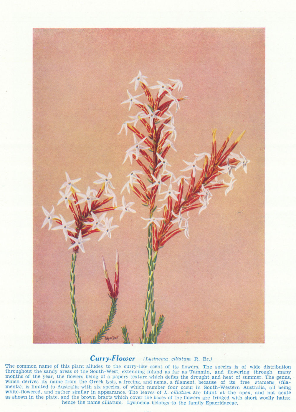 Curry-flower (Lysinema ciliatum). West Australian Wild Flowers 1950 old print
