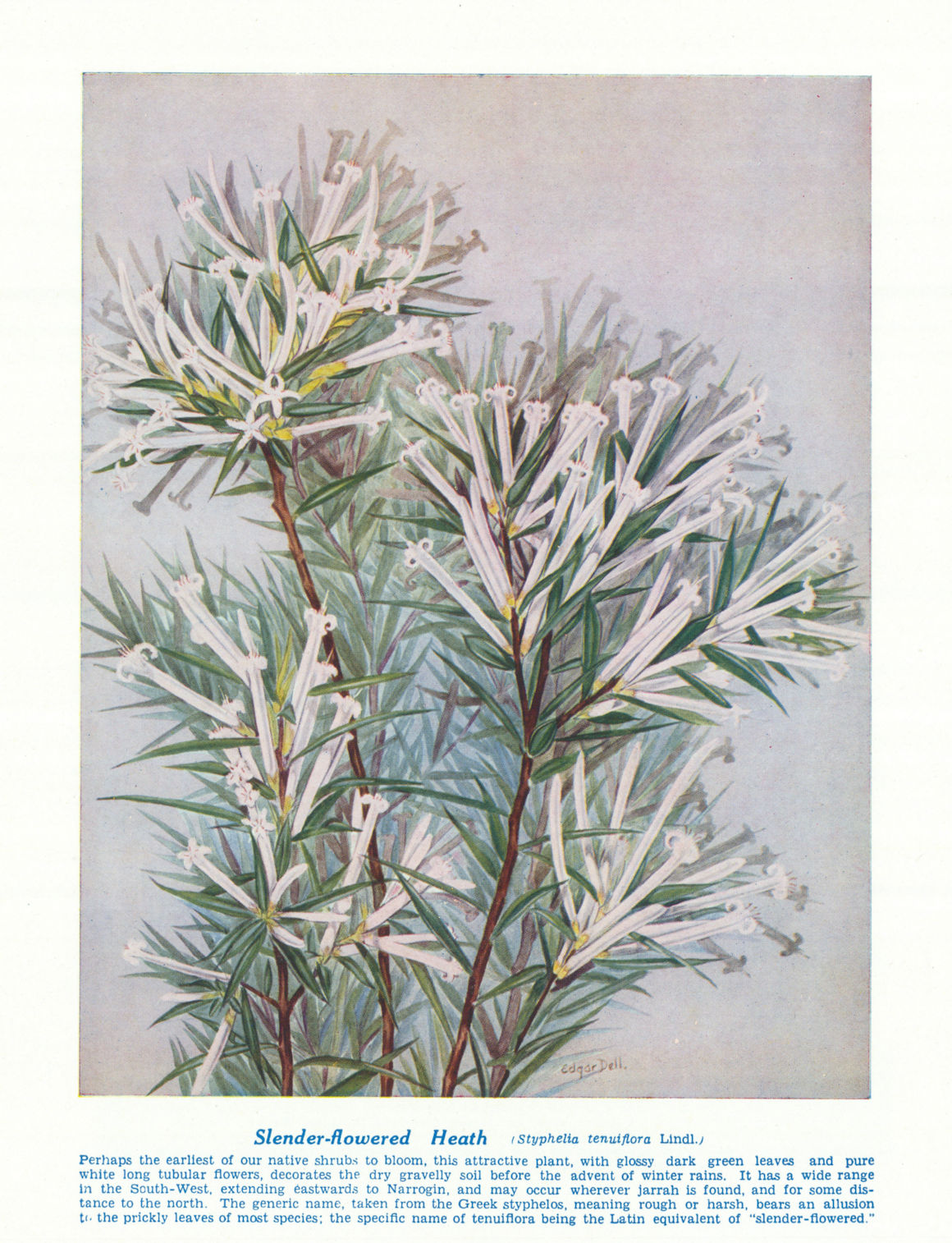 Slender-flowered Heath (Styphelia tenuiflora). West Australian Wild Flowers 1950