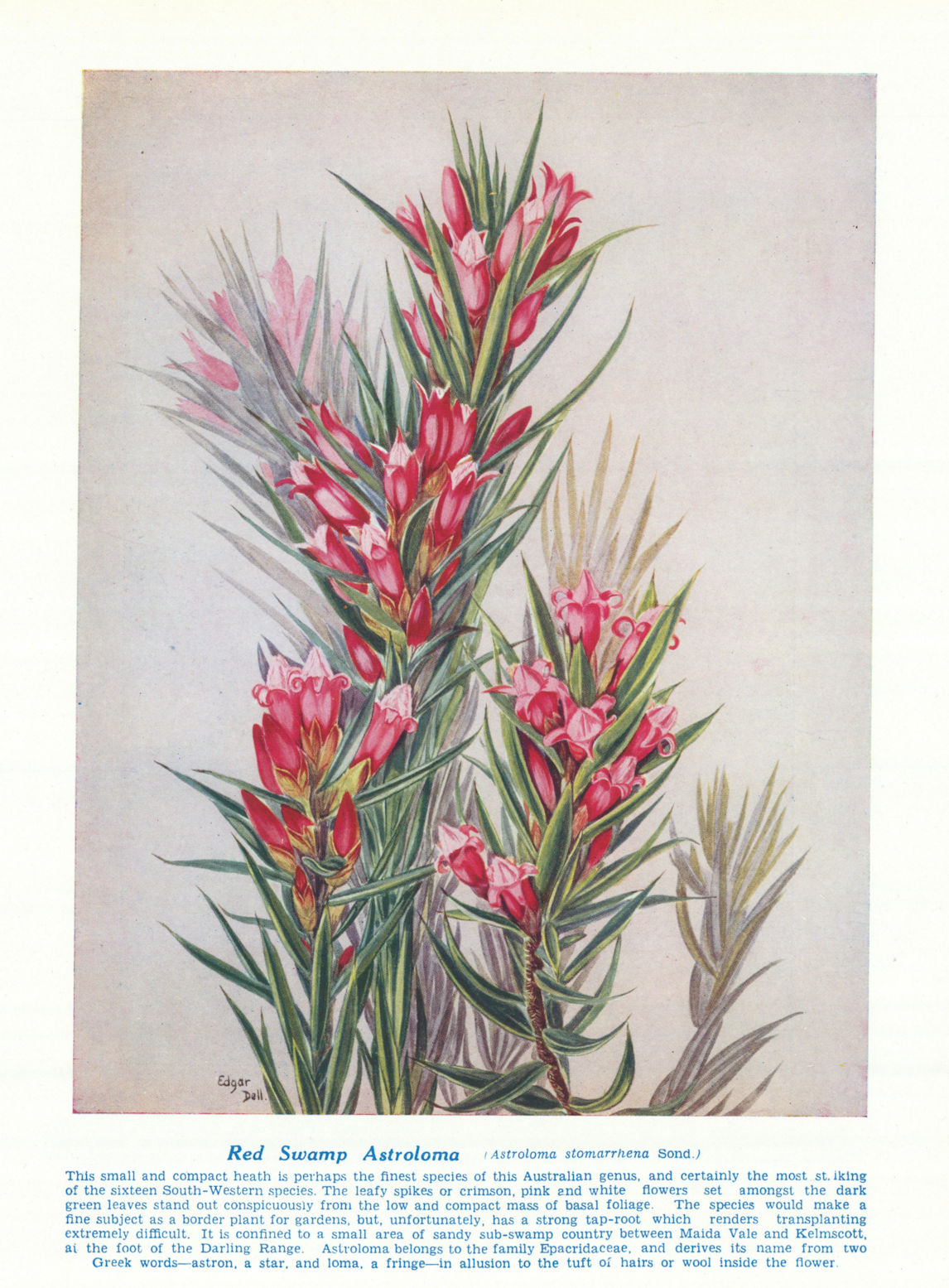 Red Swamp Astroloma (Astroloma stomarrhena). West Australian Wild Flowers 1950
