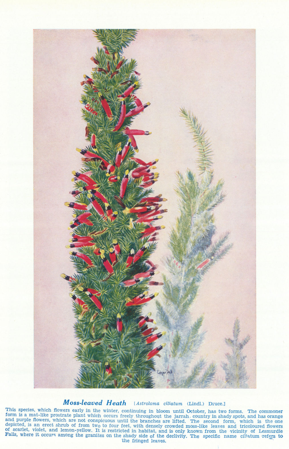 Moss-leaved Heath (Astroloma ciliatum). West Australian Wild Flowers 1950