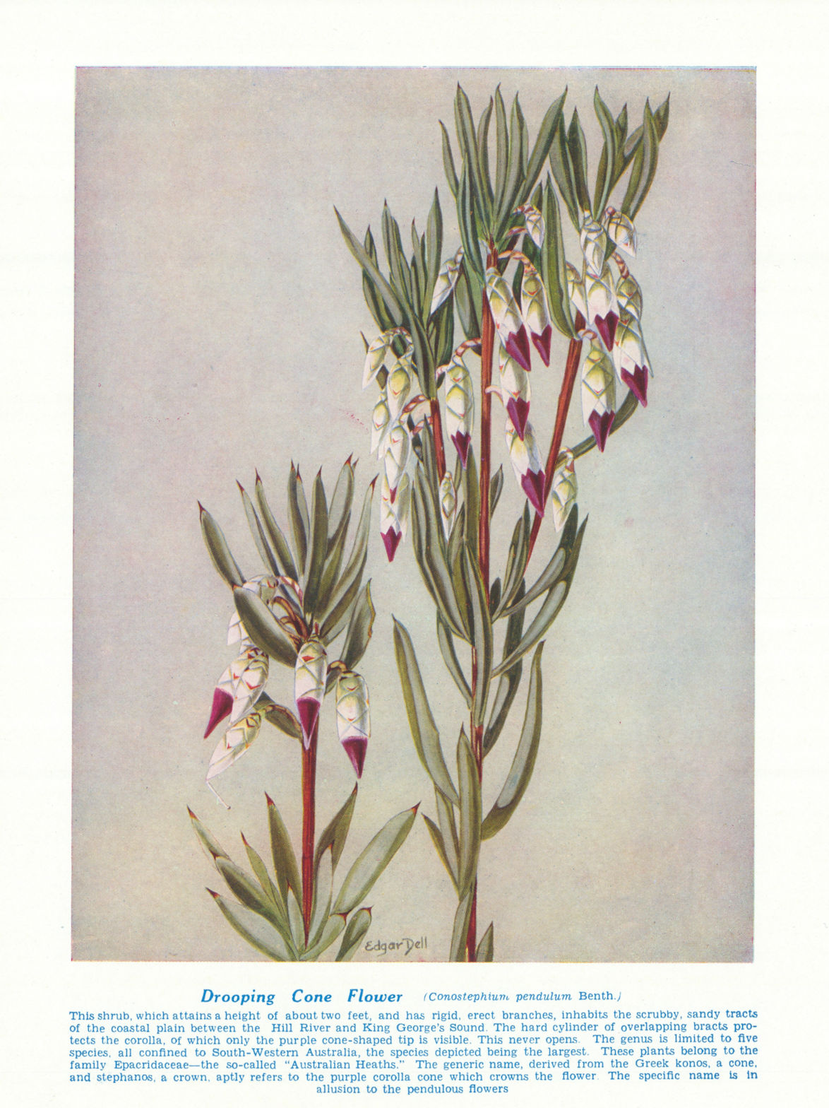 Drooping Cone-flower (Conostephium pendulum). West Australian Wild Flowers 1950