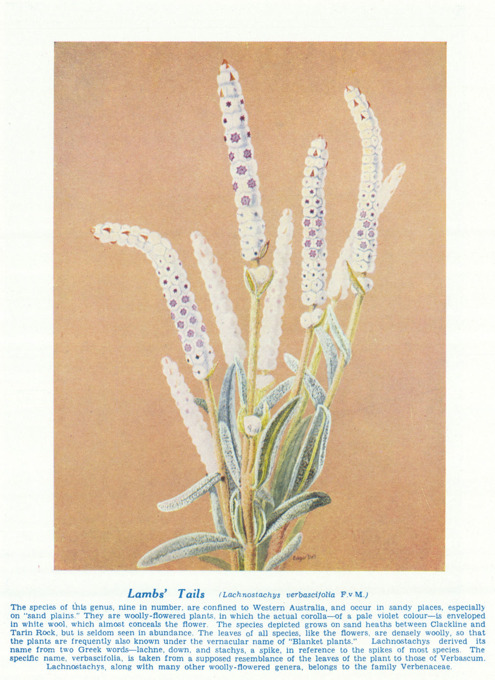 Lambs' TaiIs (Lachnostachys verbascifolia). West Australian Wild Flowers 1950