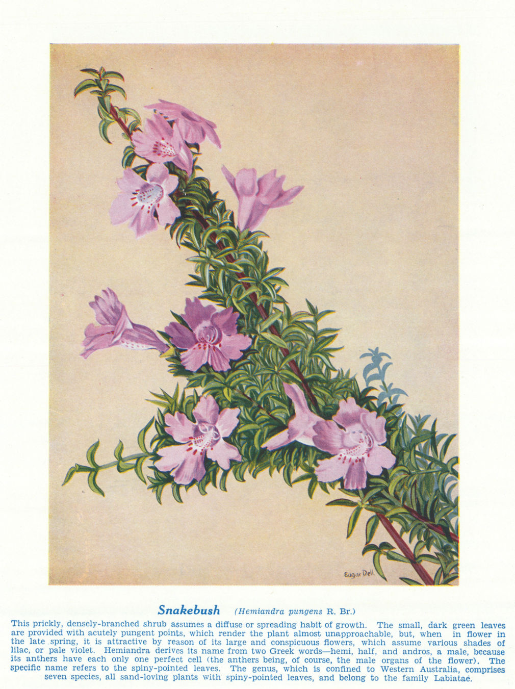 Snakebush (Hemiandra pungens). West Australian Wild Flowers 1950 old print