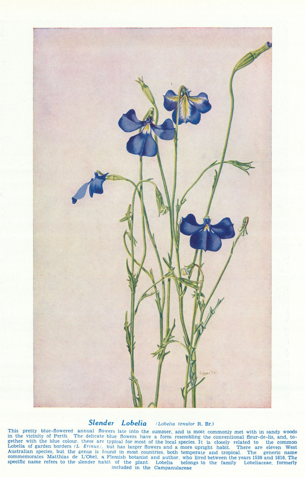 Slender Lobelia (Lobelia tenuior). West Australian Wild Flowers 1950 old print