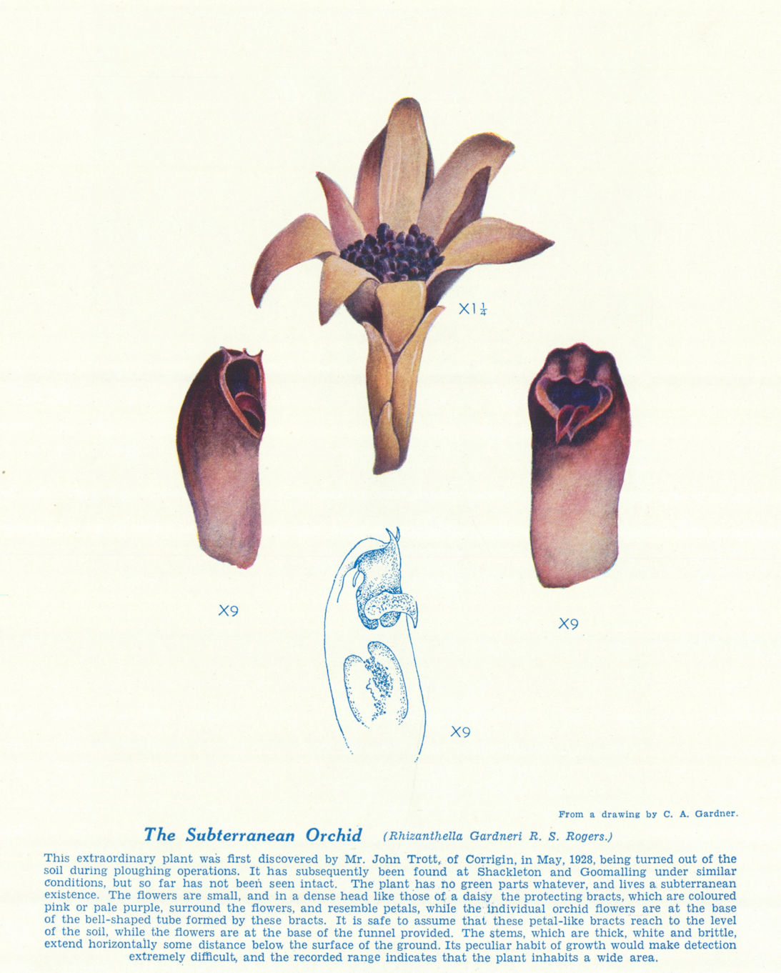 Subterranean Orchid (Rhizanthella Gardneri). West Australian Wild Flowers 1950