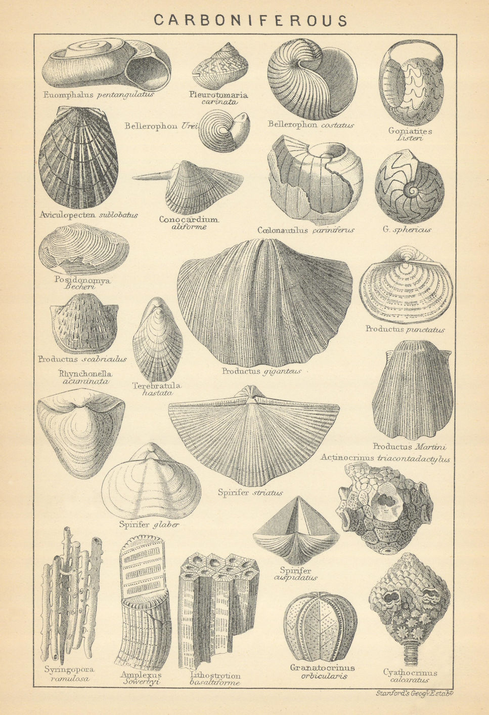 BRITISH FOSSILS. Carboniferous Limestone Series. STANFORD 1904 old print
