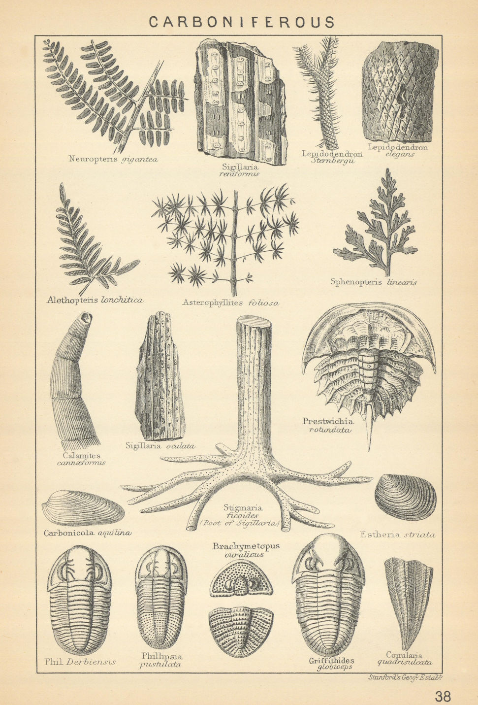 BRITISH FOSSILS. Carboniferous Limestone Series & Coal Measures. STANFORD 1904