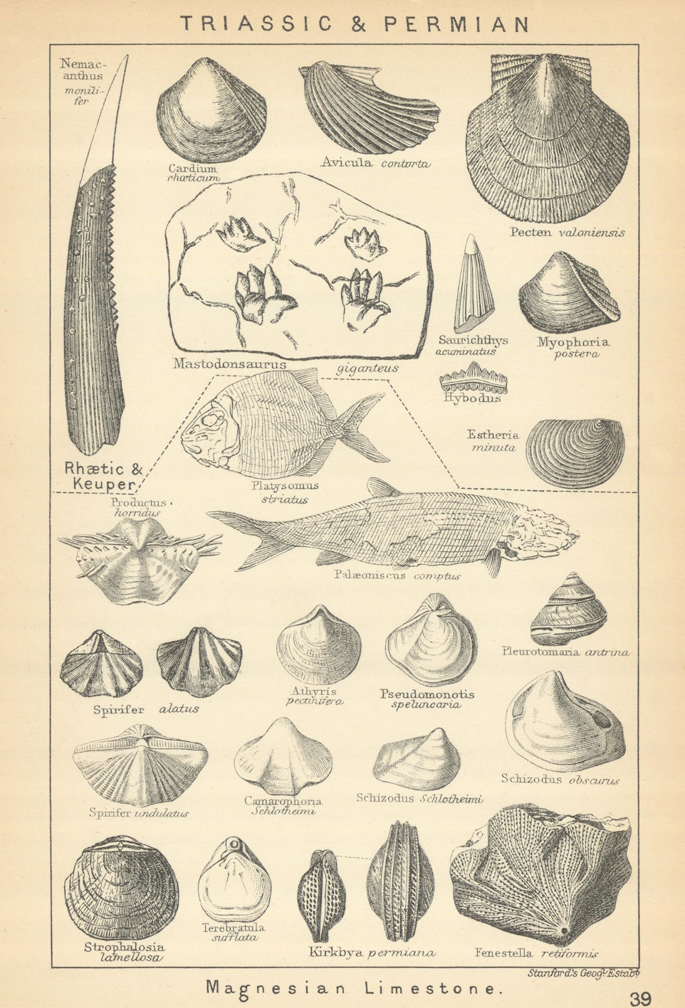 BRITISH FOSSILS. Triassic & Permian - Magnesian Limestone. STANFORD 1904 print
