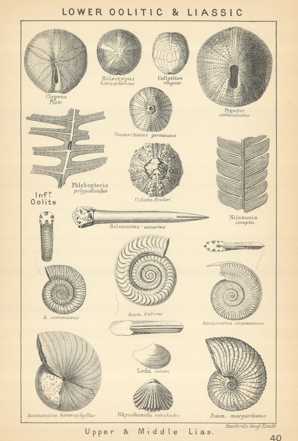 BRITISH FOSSILS. Lower Oolitic & Liassic - Upper and Middle Lias. STANFORD 1904