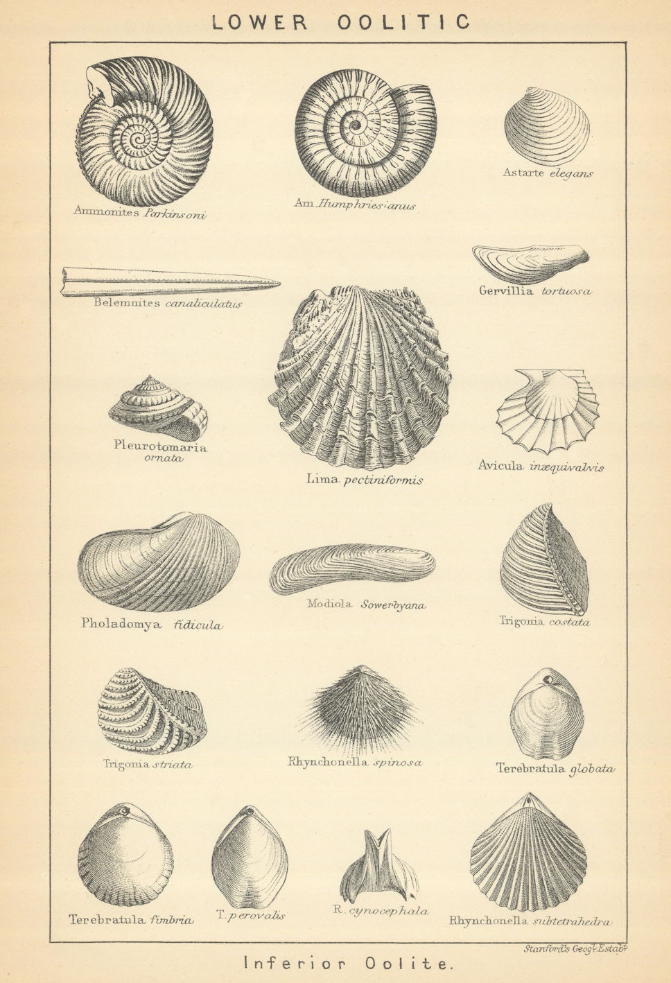 Associate Product BRITISH FOSSILS. Lower Oolitic - Inferior Oolite. STANFORD 1904 old print