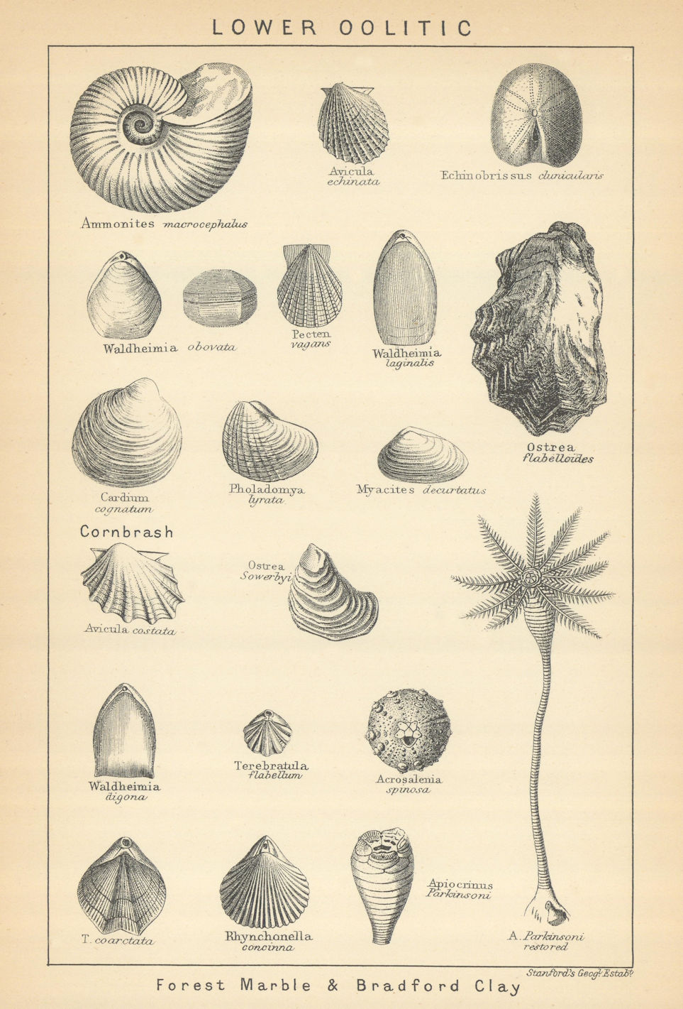 Associate Product BRITISH FOSSILS. Lower Oolitic - Forest Marble & Bradford Clay. STANFORD 1904