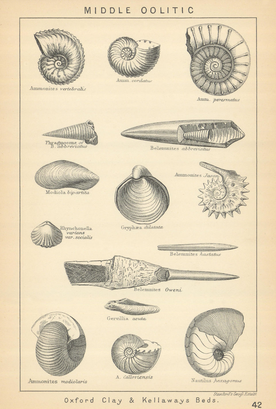 BRITISH FOSSILS. Middle Oolitic - Oxford Clay & Kellaways Beds. STANFORD 1904