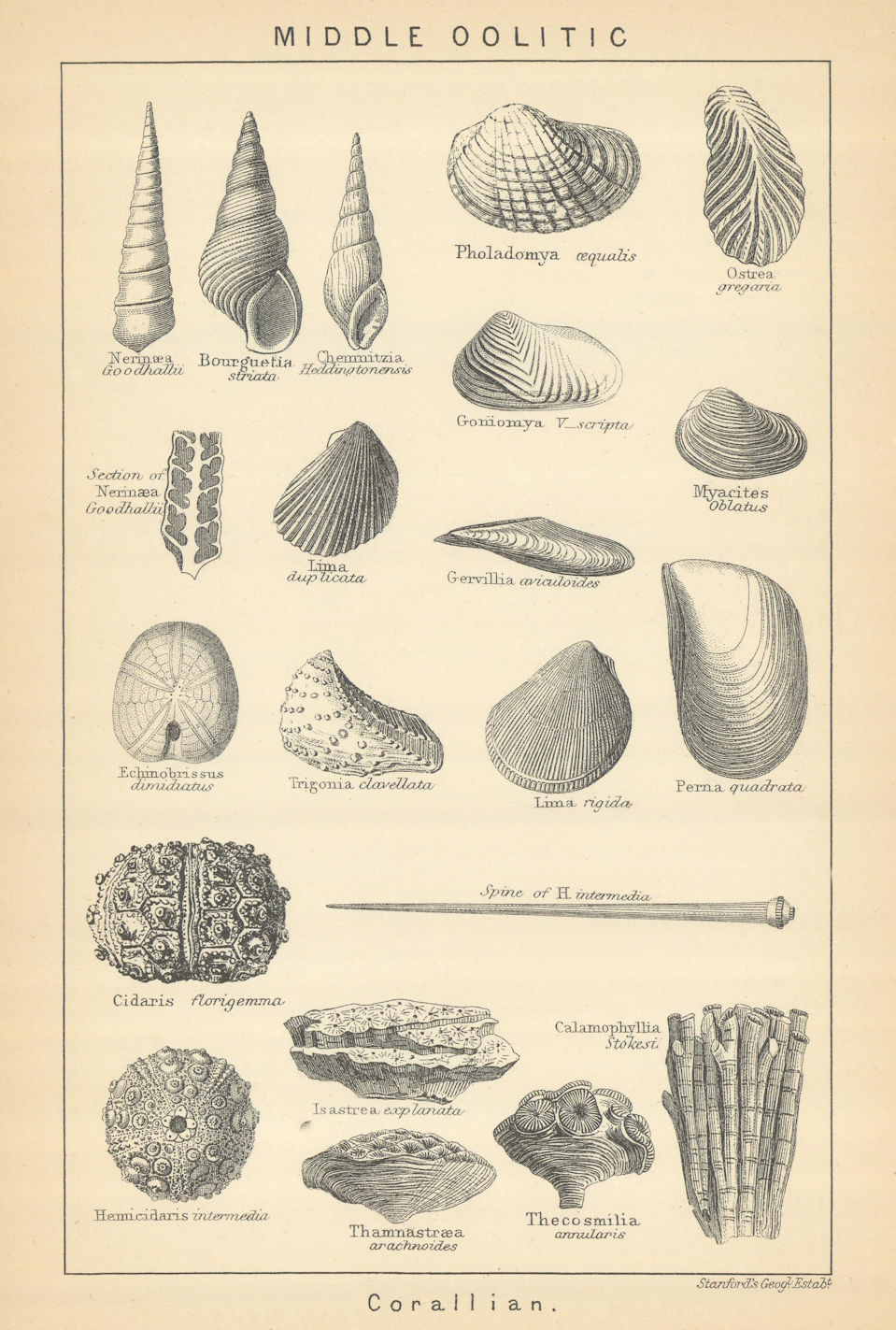 BRITISH FOSSILS. Middle Oolitic - Corallian. STANFORD 1904 old antique print